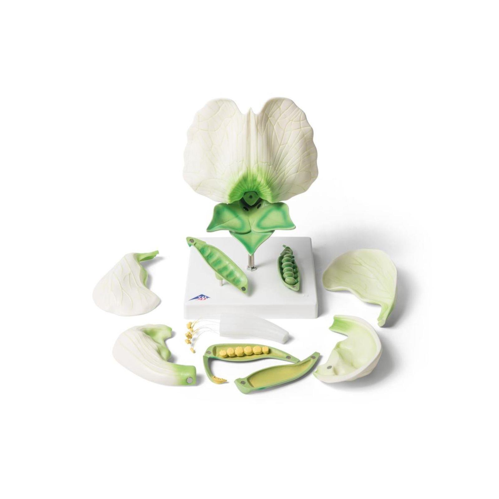 Model cvijeta graška s plodom