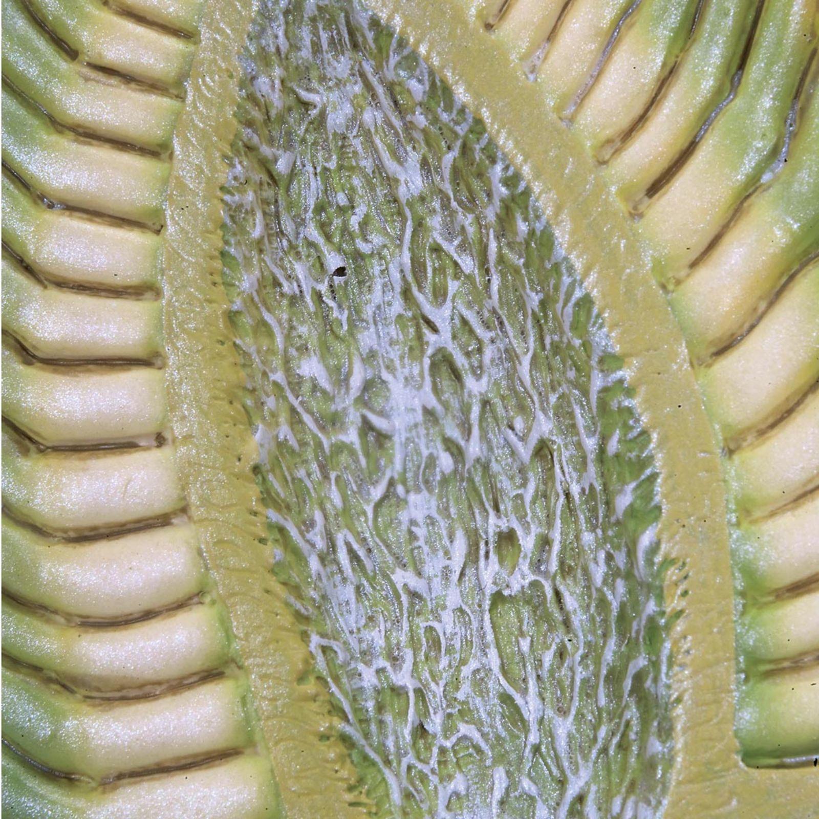 Model cvijeta kamilice