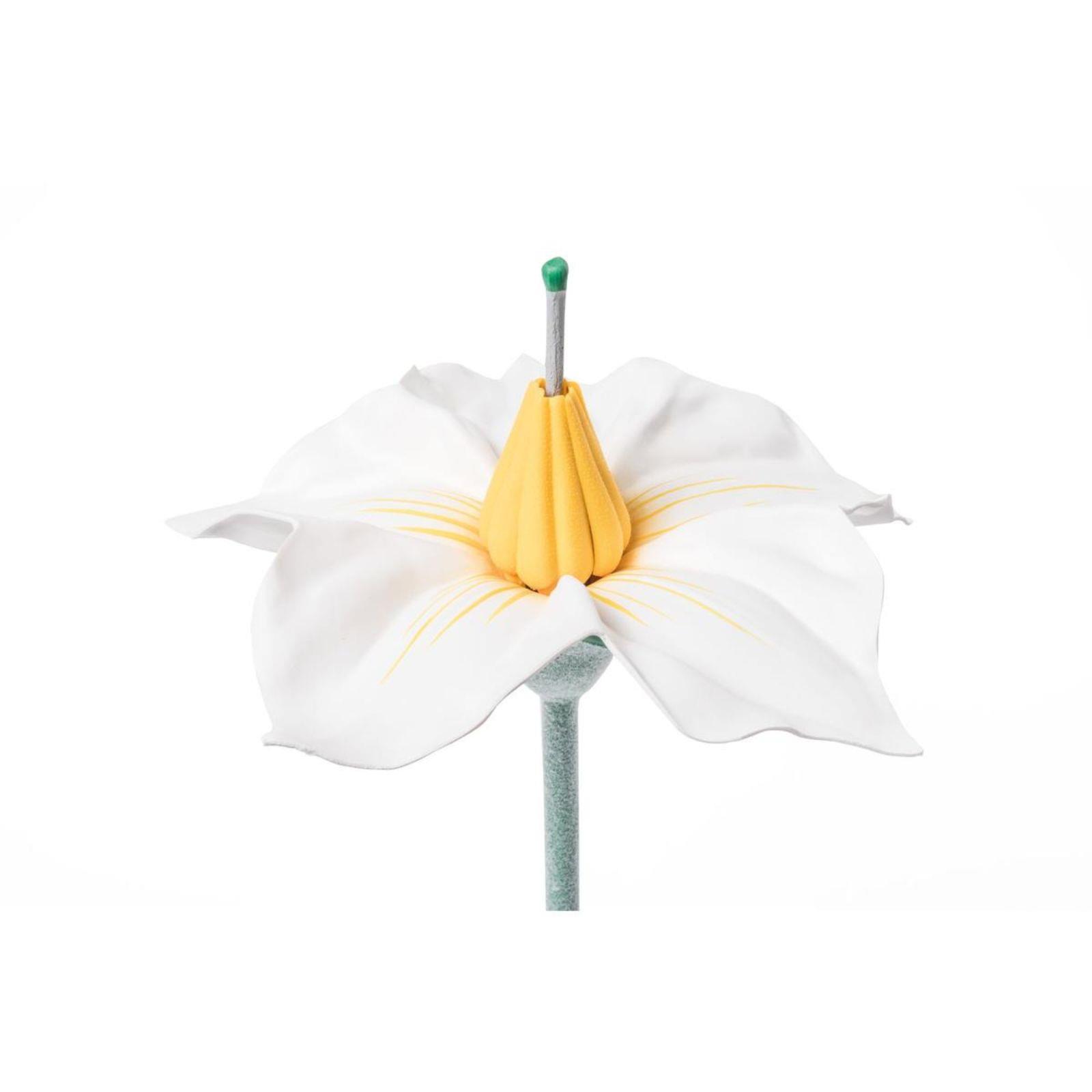 Model cvijeta krumpira