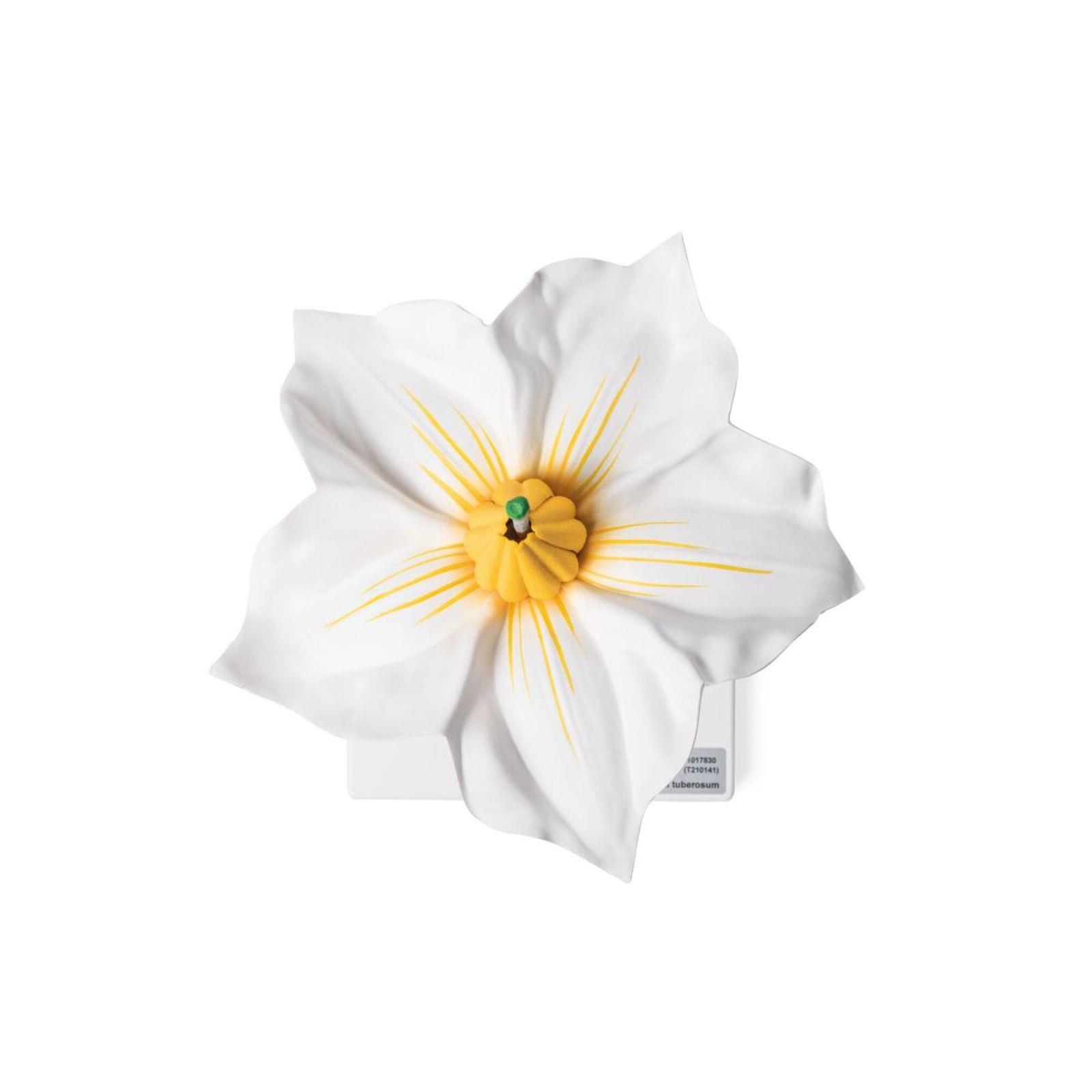 Model cvijeta krumpira