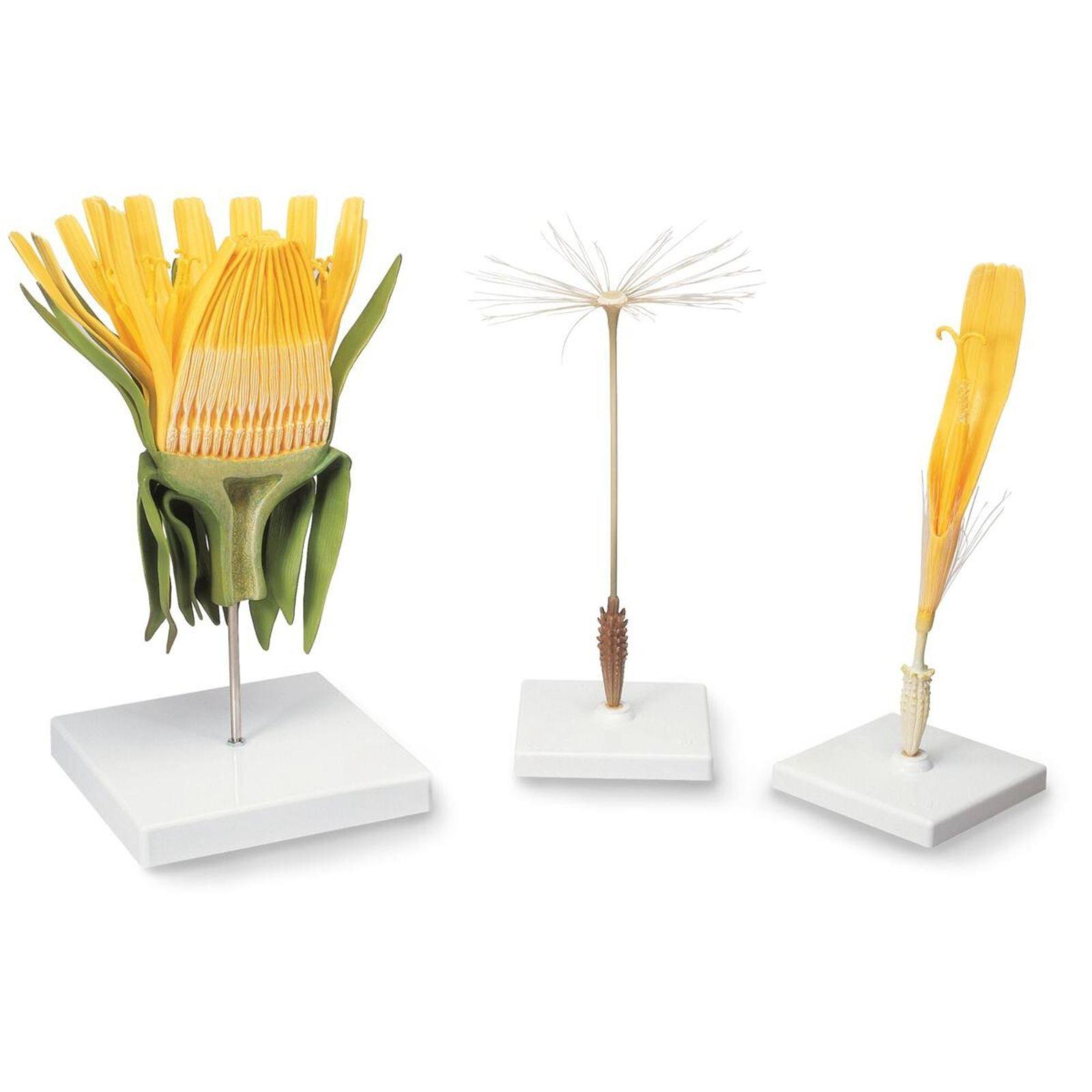 Model cvijeta maslacka