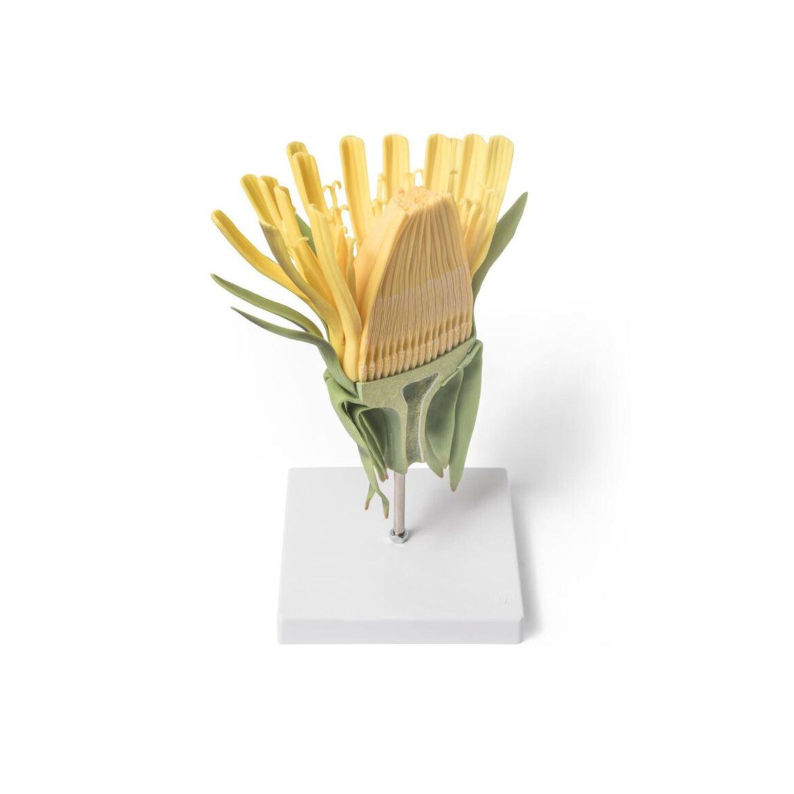 Model cvijeta maslacka