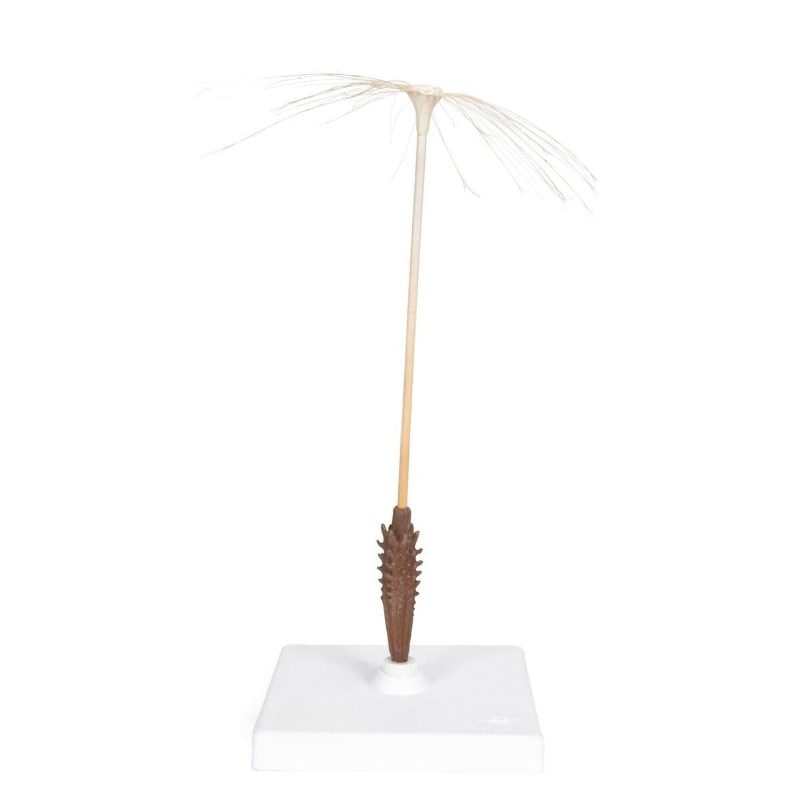 Model cvijeta maslacka