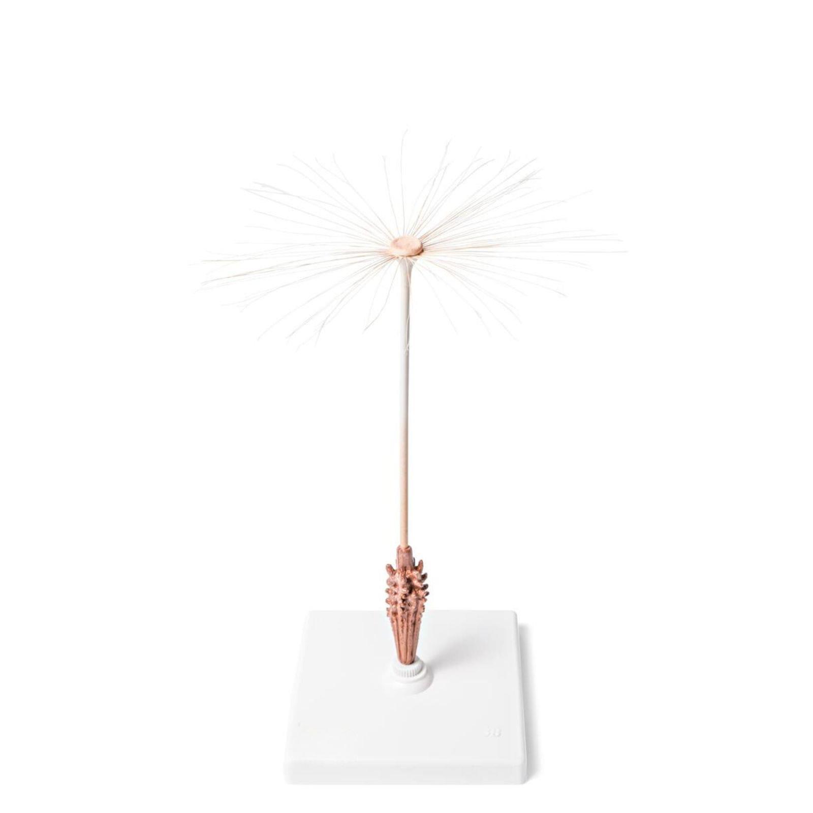 Model cvijeta maslacka