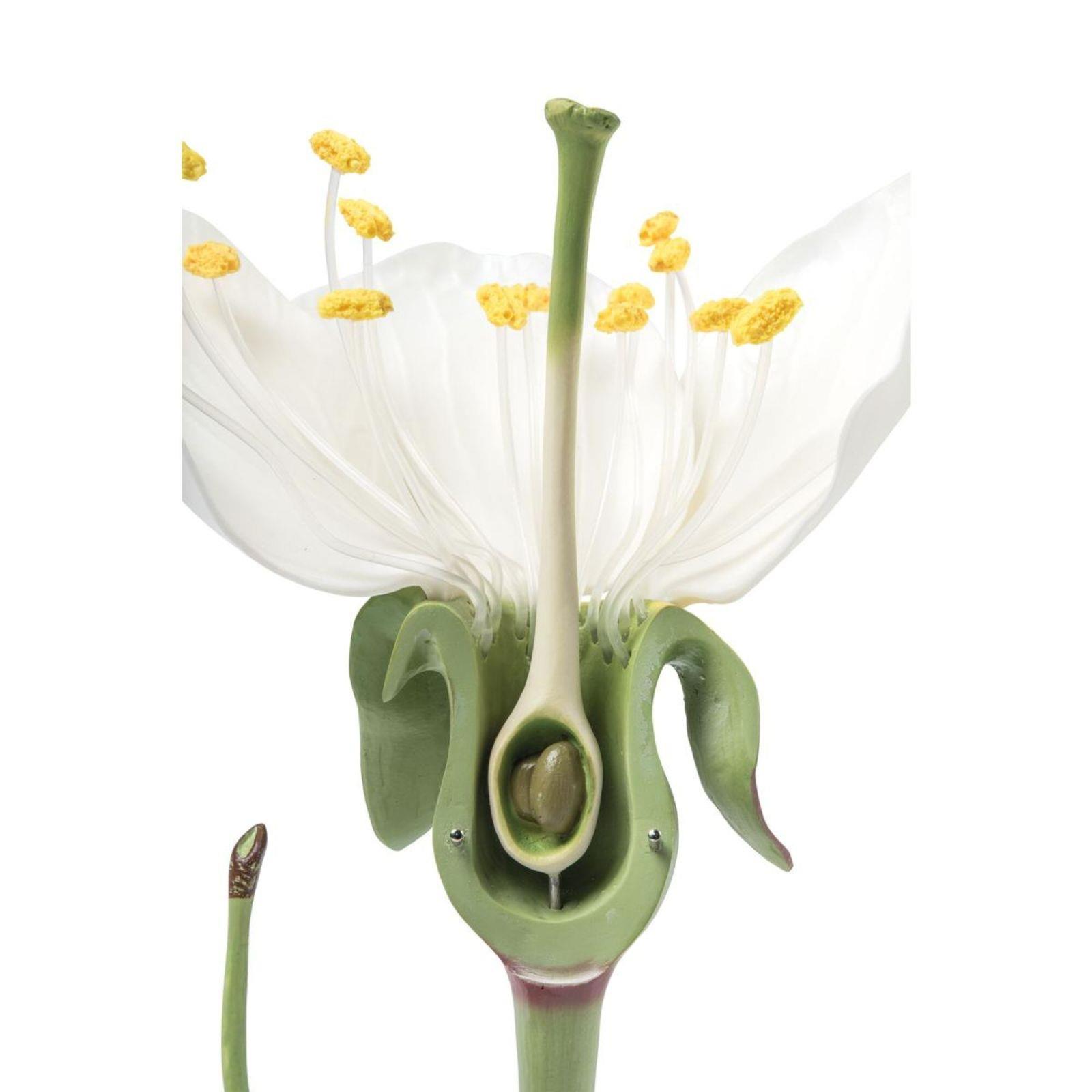 Model cvijeta trešnje s plodom