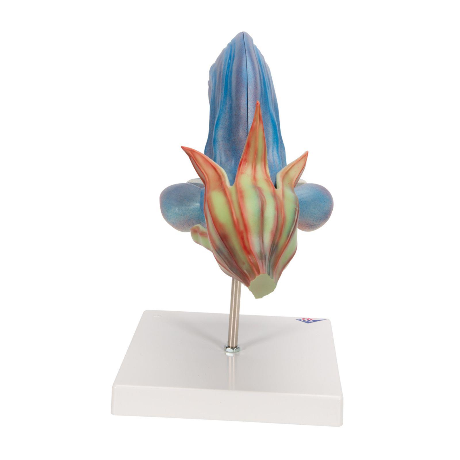 Model livadne kadulje