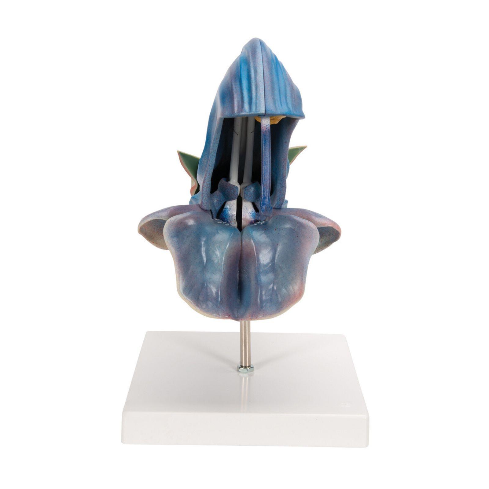 Model livadne kadulje