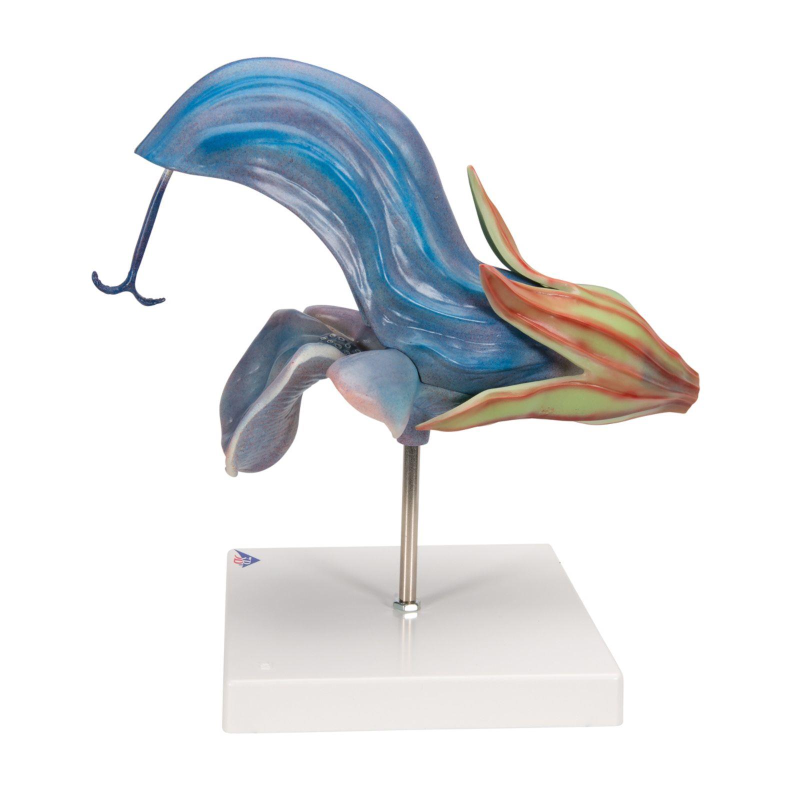 Model livadne kadulje