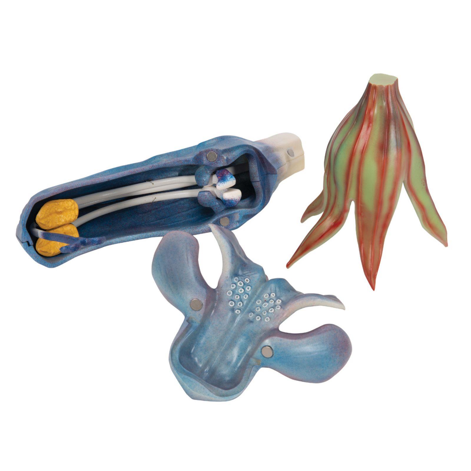 Model livadne kadulje