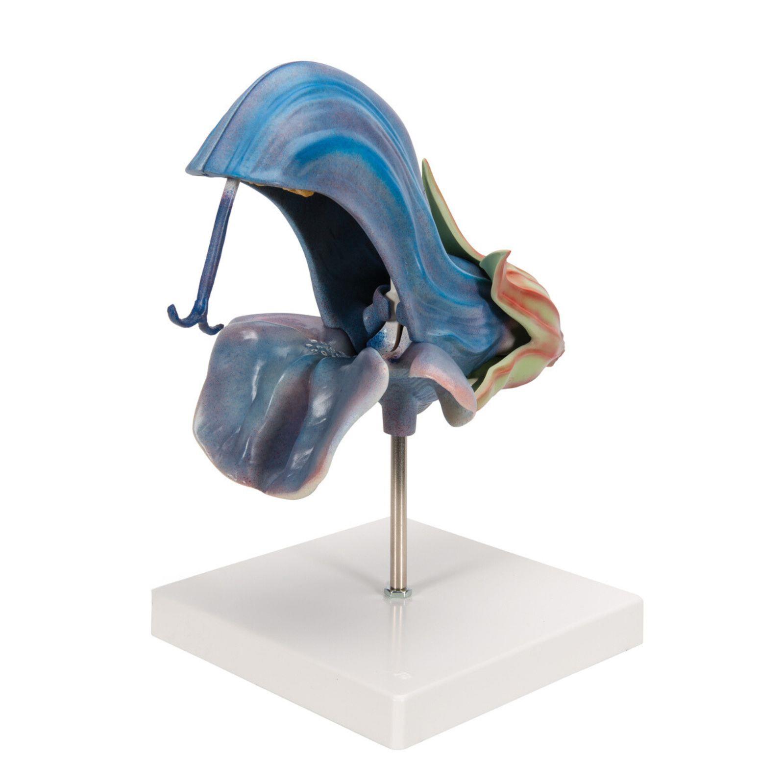 Model livadne kadulje