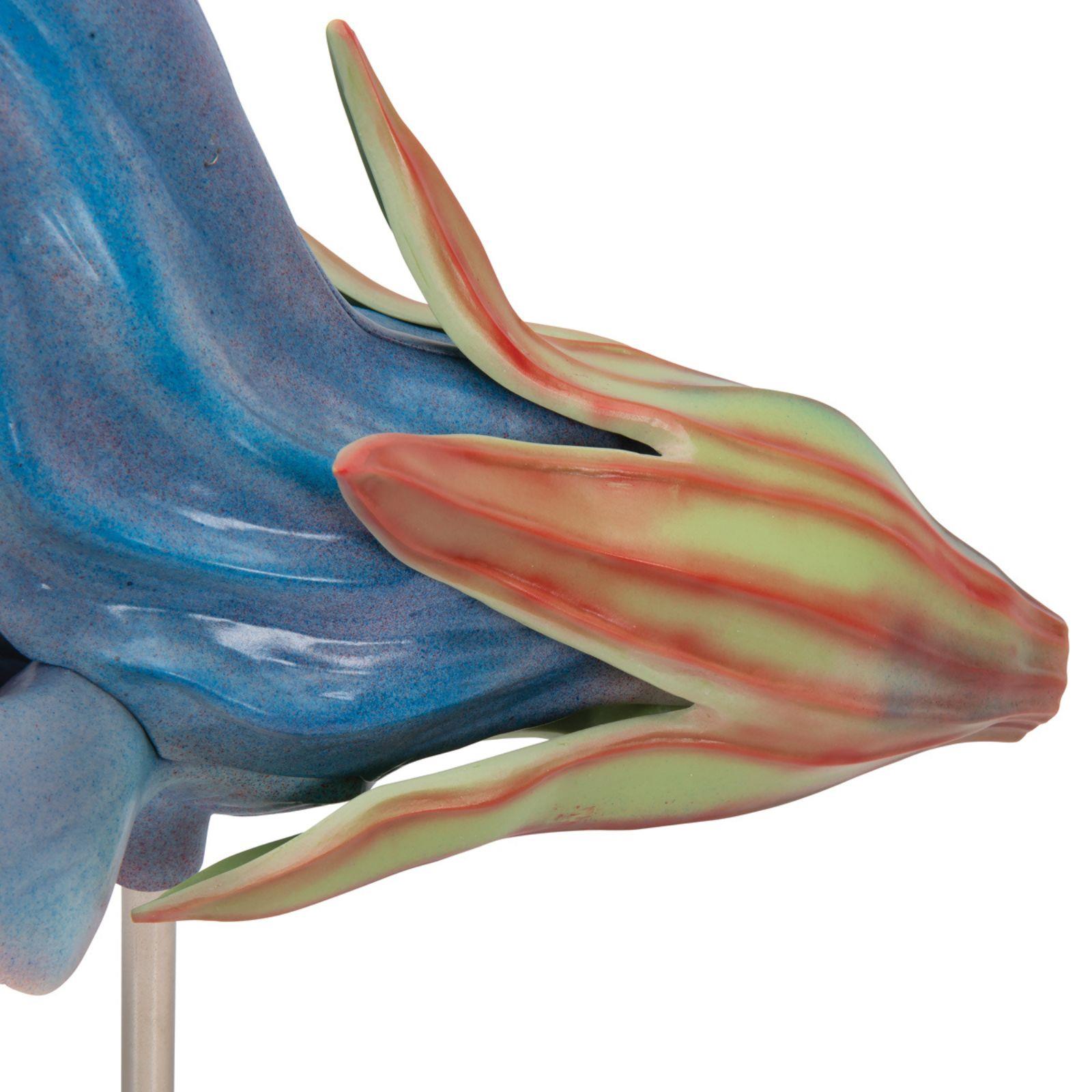 Model livadne kadulje